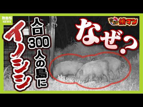 【大繁殖】人口300人の島に300頭のイノシシ　もともとは生息していなかったのになぜ？泳いで来たか　島民・行政で対策も数減らず…兵庫の離島で一体何が【ＭＢＳニュース特集】（2026年4月17日）