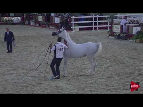 N.164 SIMEON SBEDEE - 2019 Qatar Int. Peninsula show - Stallions 11 Years old(Class 11-12)