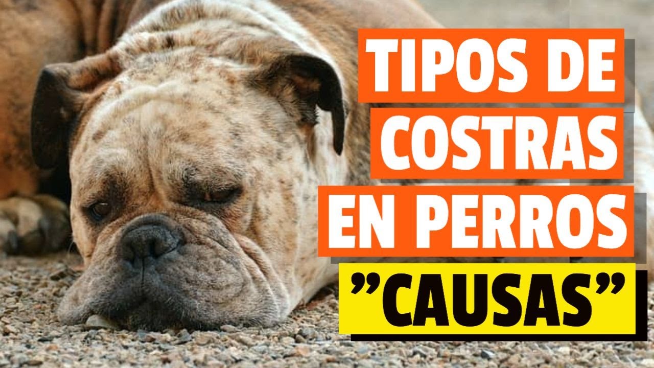 😱TIPOS de COSTRAS en PERROS y sus CAUSAS