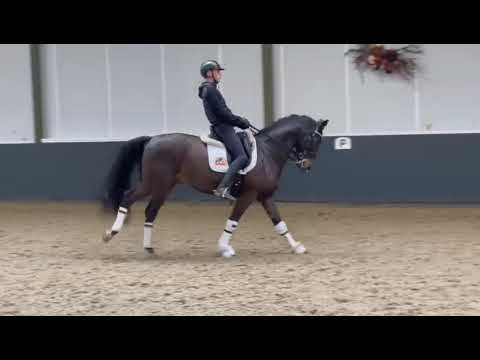 Icon - Dutch Dressage Horse from Holland for Sale