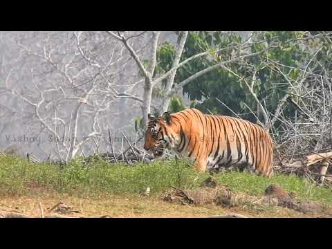 Limping Tiger.! 06.03.2021.