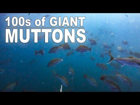 I've Never Seen Anything Like This Before - Incredible Mutton Spawn!