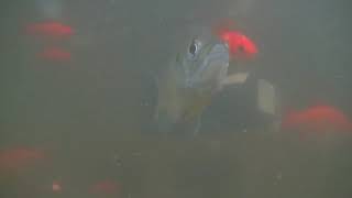 03/08/2021 Feeding the Fish at Sunset