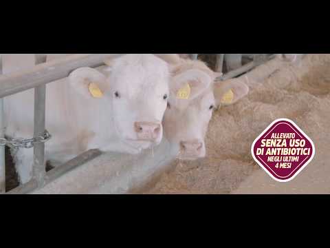 La filiera bovino adulto Maremma Fior Fiore Coop
