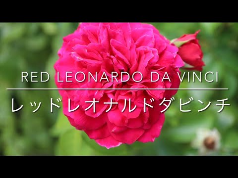 フロリバンダ「レッド・レオナルド・ダ・ヴィンチ」 植物