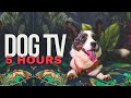 Relaxing Music for Dogs 🐾 Winter Dog TV 🐾  TV for dogs to watch 🐶 Dog TV 6 hours