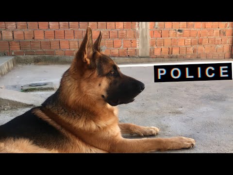 PASTOR ALEMÃO ROSNANDO E LATINDO BRAVO (Veja como é)