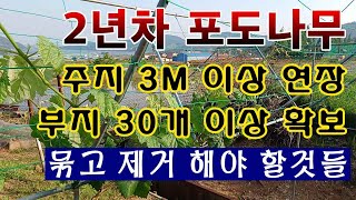 [텃밭농부. 1,052]  포도 2년차. 주지 연장과 부지 확보 방법 #포도재배
