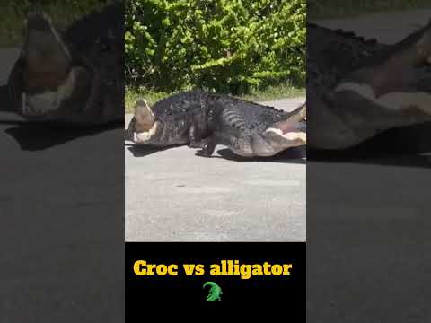 Alligator vs Crocodile 🐊 #crocodile #alligator #fight #fighting #faceoff #battle