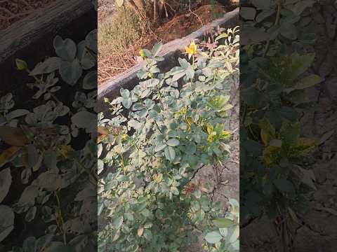 Rose #shorts #trending