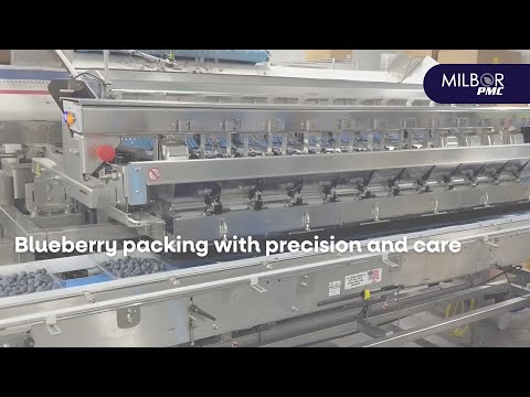 Blueberry packing with precision and care | Milbor PMC