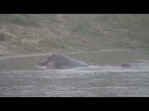 Djuma: Four Hippos-with the adults mating - 08:25 - 05/28/2023