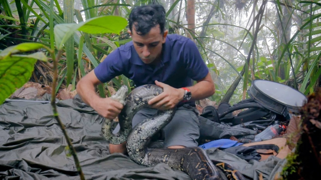 Colombia: poisonous frogs and rare snakes
