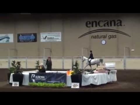 AAHA 50th Anniversary Celebration - Arabian Horse Parade of Disciplines