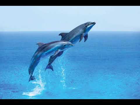 Dolphin Sound Effect