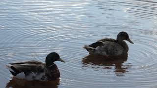 Live and Learn by Emma Forman