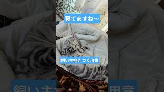 #cat#猫# #猫のいる暮らし