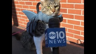 Best Furry Friends: Lilo the Husky and Rosie the Kitten Interview