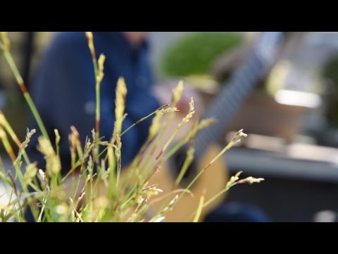 A Song of Early Spring arranged by Toru Takemitsu, Claudio Tumeo guitarist