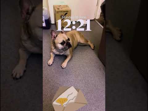 Dj (Tod2Trappy) -  Turtle race (Freestyle Video) @djfl_ @lookalikefox