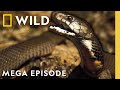 Ultimate Animal Countdown Deadliest Smelliest Animals On Earth MEGA EPISODE Nat Geo Animals