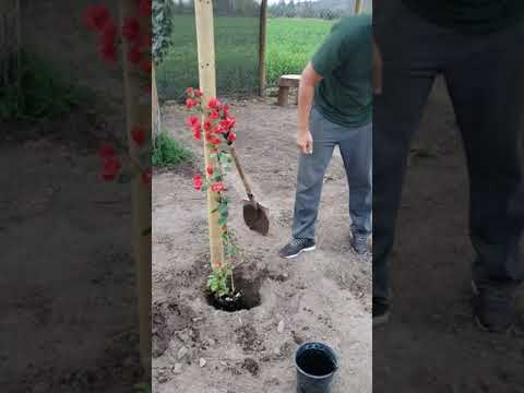 , title : 'Como plantar una Buganbilia y Cuidados'