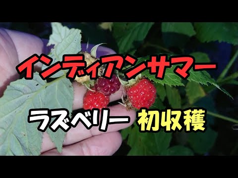 園芸 インディアンサマー