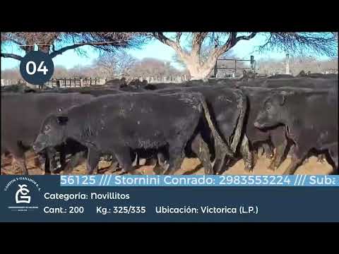 Lote Nll Inv. - Victorica, La Pampa