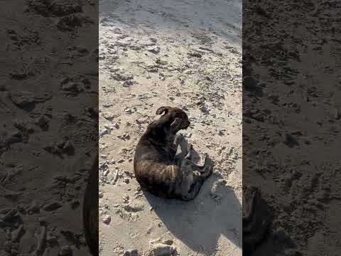 #beachdogs#livinginthebeach#shortsvideoviral