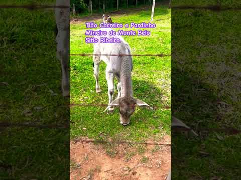 Tião Carreiro e Pardinho.                          Mineiro de Monte Belo.   Sítio Ribeiro