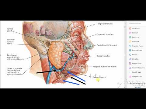 Submandibular salivary gland relations 1