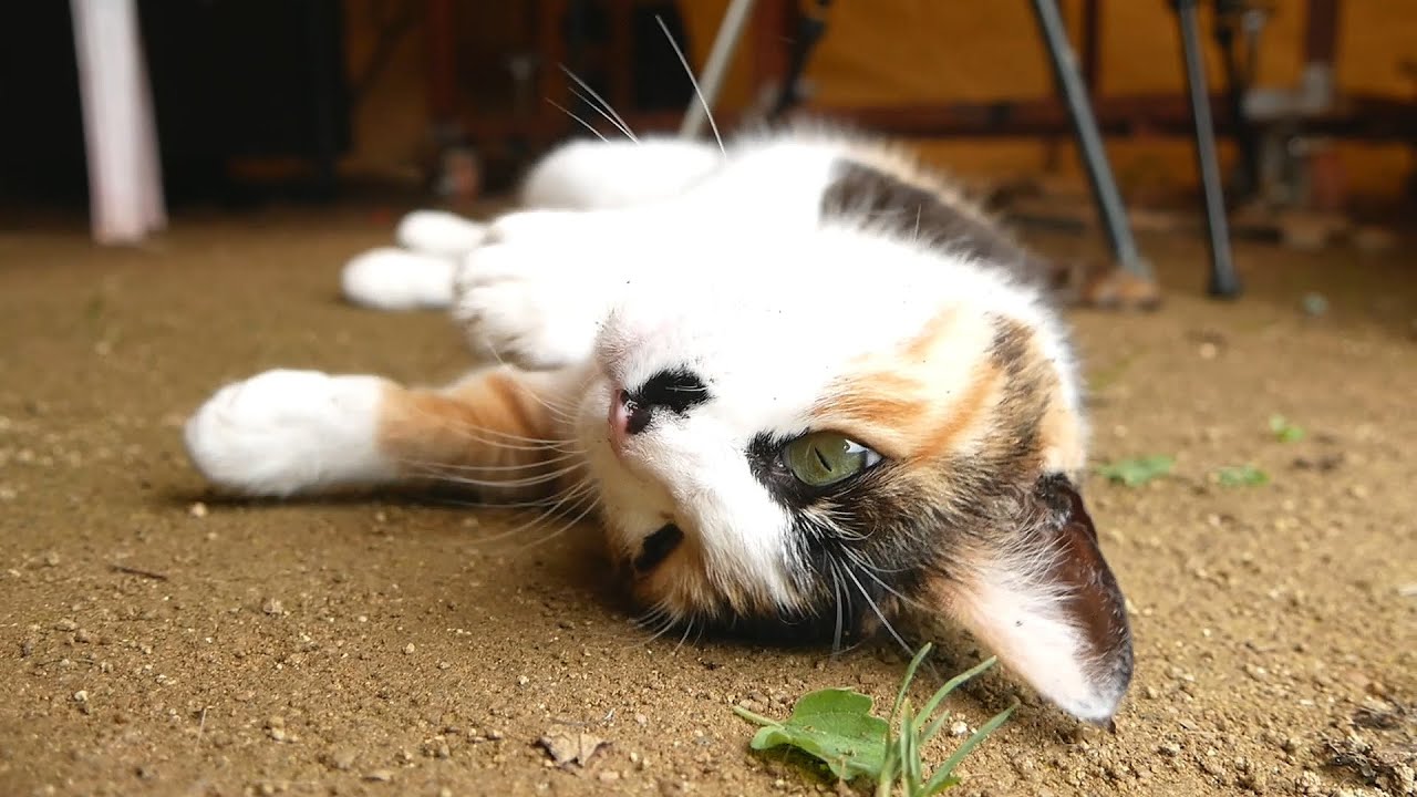 직접 키운 캣닢에 고양이들이 취했다