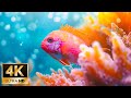 Under Red Sea 4K Sea Animals For Relaxation Beautiful Coral Reef Fish