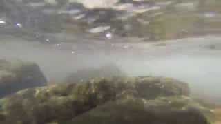 preview picture of video 'Cool Trout Fish Underwater with GoPro'