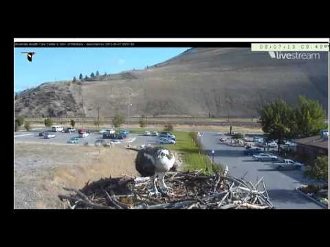 Hellgate Ospreys Sept 7 morning fish delivery  002