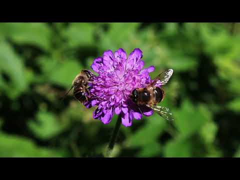Mein Dank an die Berge im Toggenburg ...    Jodelliedbegleitung: Schützenchörli Schmitten
