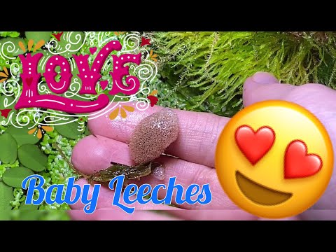 Hirudo orientalis - Leechbabies, cocoon, hatching leeches - Egelbabies und Kokon de/eng