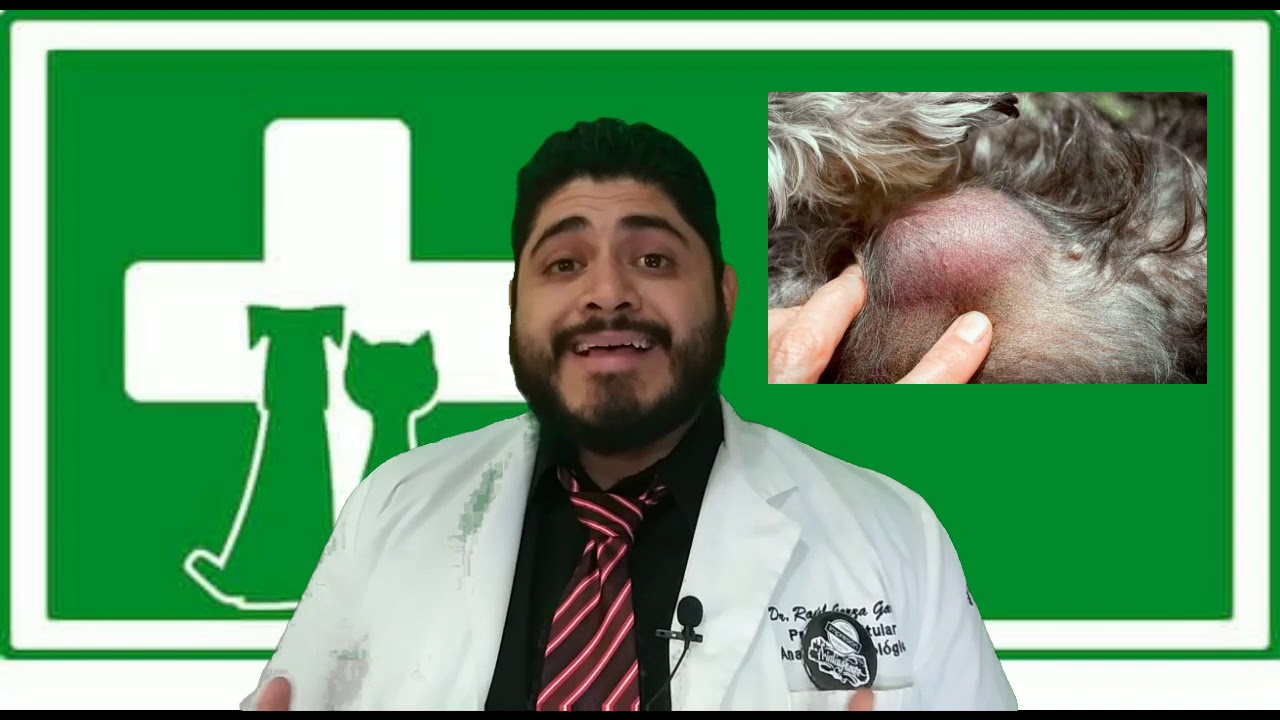 Mi mascota tiene un bulto en la piel.. Sera bueno o malo