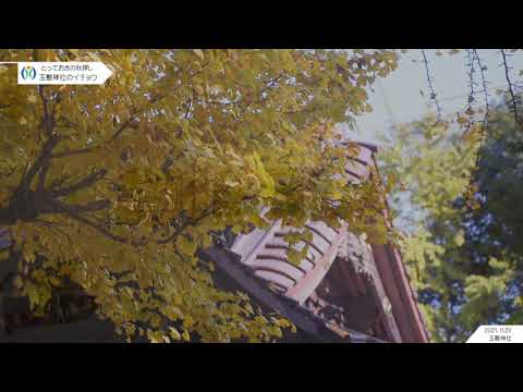 玉敷神社｜社殿とイチョウの絨毯