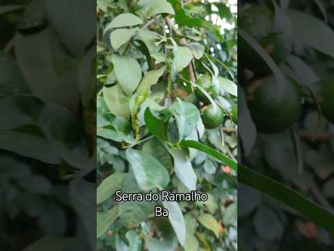 Meu quintal em Serra do Ramalho Ba #biah #musica