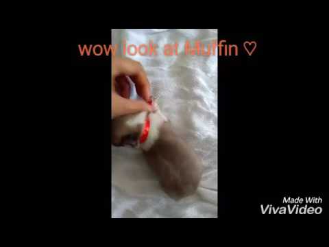 DIY puppy collar with ribbons.