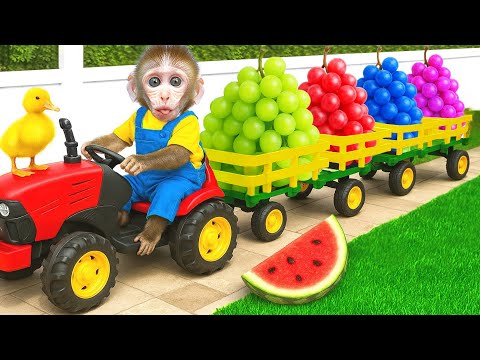 Macaco Rio colhe uvas colorida na fazenda e cuida do macaquinho | Animal Monkey Rio