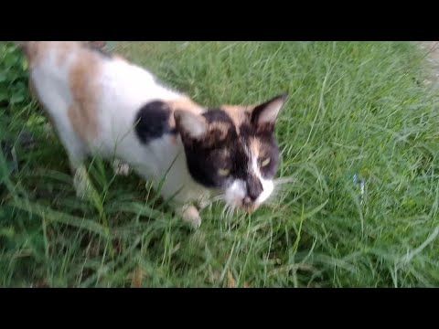 very wonderful rescue cats and very nice and so happy