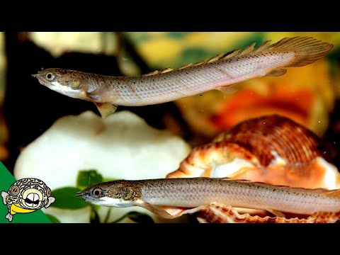 Senegal Bichir Aquarium Co-Op care guide