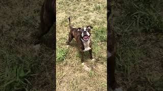 Video preview image #1 Boxer-Unknown Mix Puppy For Sale in Jackson, MS, USA