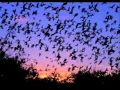 Halloween Stories from Aunt Agatha: Why the Bat ...