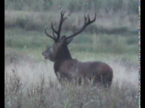 Hirsch auf der Pirsch erlegt!!!