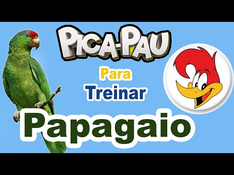 Assobio papagaio - música pica pau para treinar papagaio
