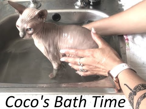 How to Bath Your Hairless Cat