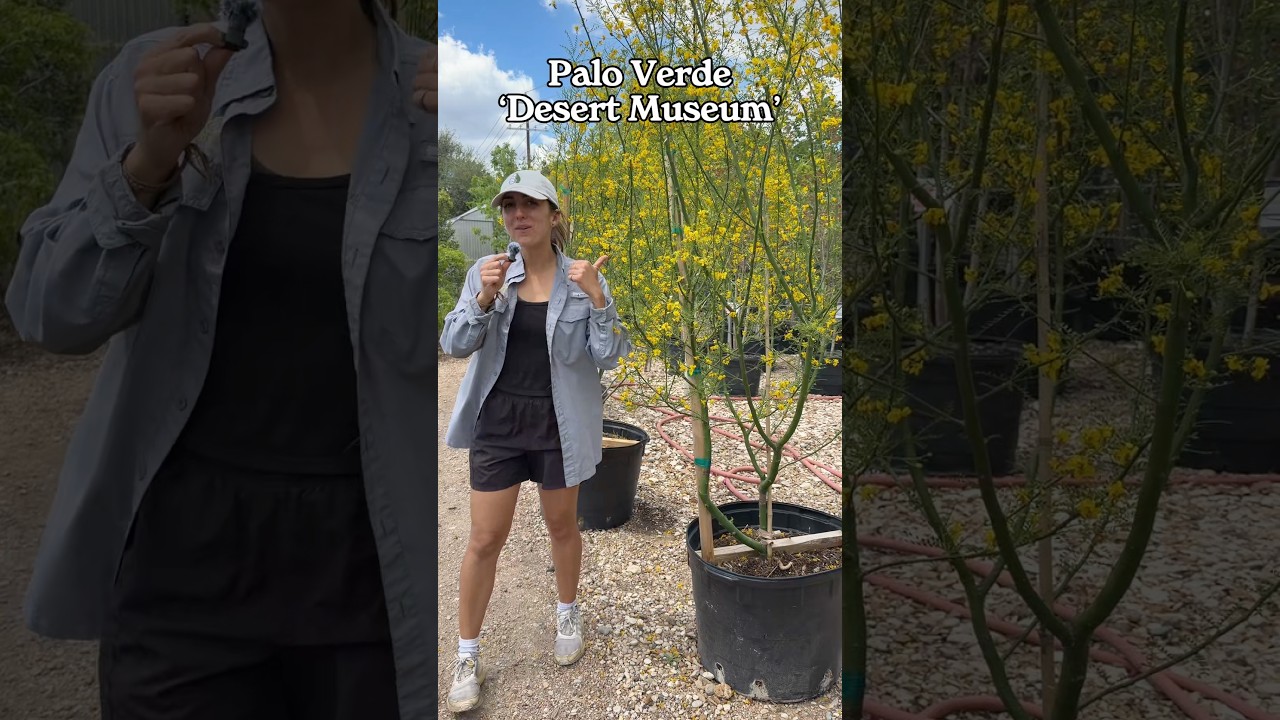 Palo Verde 'Desert Museum' tree showing sculptural green bark and yellow blooms at Vivero Growers Nursery, Austin, TX